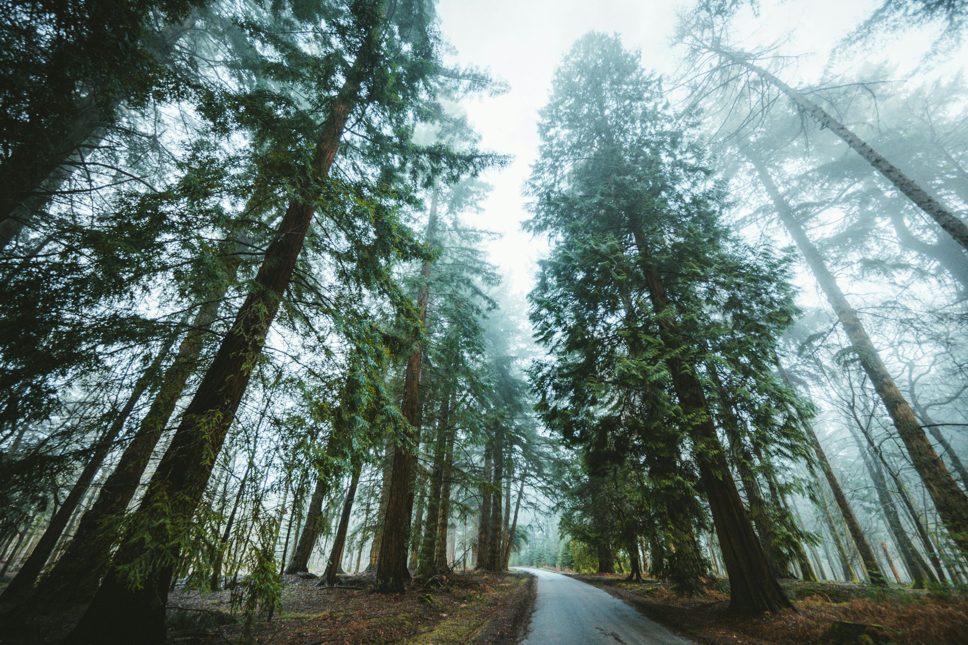 green trees on brown soil